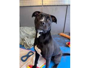 Sacha - Female Staffordshire Bull Terrier Photo