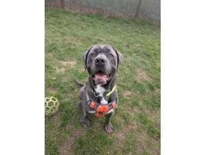 Zeus - Male Cane Corso (Italian Mastiff) Photo