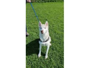 Luna - Female Husky Photo