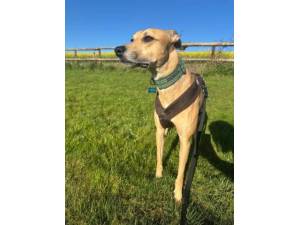 Luke - Male Greyhound Cross Photo