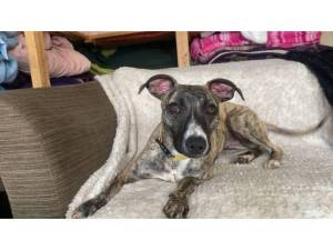 Whippet For Adoption in Leicester