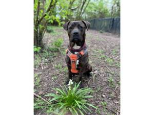 Cane Corso For Adoption in Leicester