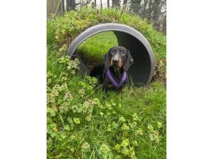 Dachshund For Adoption in Leicester