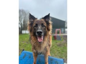 Biggie - Male German Shepherd Dog Photo