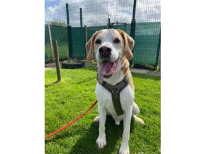Oscar - Male Crossbreed Photo