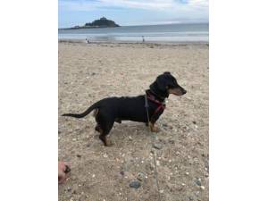 Harley - Male Miniature Dachshund Photo