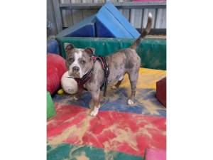 Pumba - Male Staffordshire Bull Terrier Photo