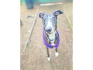 Sylvie - Female Greyhound Photo