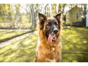 Biggie - Male German Shepherd Dog Photo