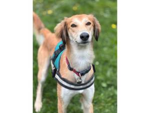 Falkor - Male Saluki Photo