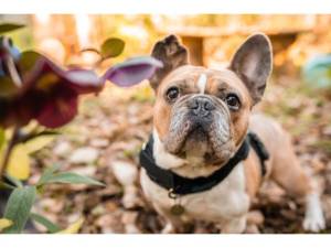 Ludo - Male French Bulldog Photo