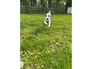 Patty - Female Jack Russell Terrier Photo