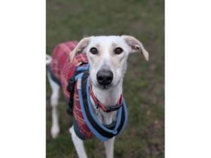 Pirelli - Male Lurcher Photo
