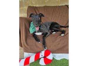 Tupelo - Male Greyhound Photo