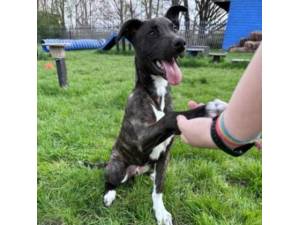 Tag - Male X Breed Photo