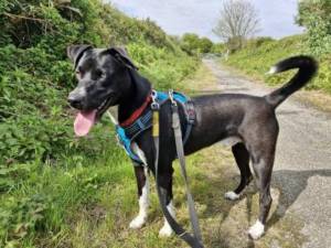 Bonzo - Male Crossbreed Photo