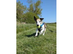Stanley  - Male Jack Russell Terrier Photo