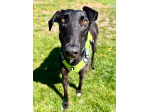 Hero - Male Greyhound Photo