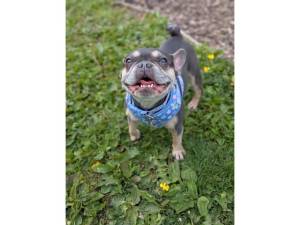 Lyla - Female French Bulldog Photo
