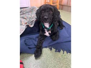 Morris - Male Cockapoo Photo