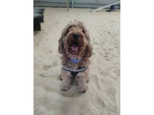 Bella - Female Cockapoo Photo