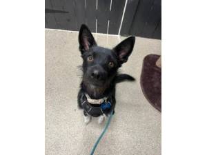 Ronnie - Male Crossbreed Photo