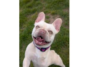 Eden - Female French Bulldog Photo