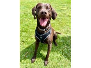 Django  - Male Labrador Cross Photo