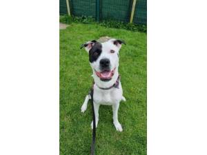 Lilly - Female Crossbreed Photo