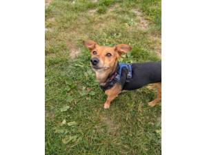 Little One (and Bambi) - Female Jack Russell Terrier Cross Photo