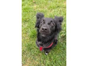 Bambi (and Little One) - Male Mixed Breed Medium (10kg to 20kg) Photo
