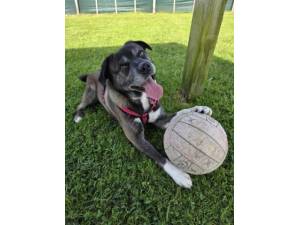Benny - Male Pug Cross Photo