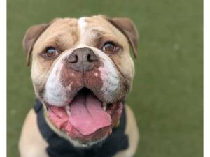Duggie - Male Bulldog Photo