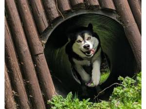 Nala - Female Siberian Husky Photo