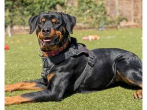 Ripley - Female Rottweiler Photo