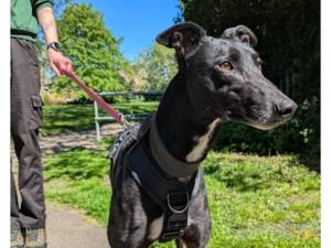 Theo - Male Greyhound Photo