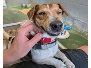Sid - Male Jack Russell Terrier Photo