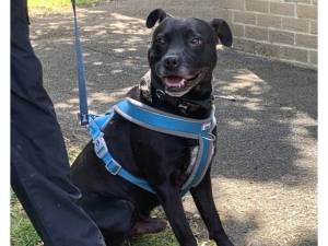 Zuki - Male Staffordshire Bull Terrier Photo