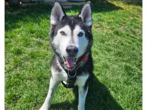 Siberian Husky For Adoption in Cheltenham