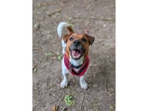 Jack Russell Terrier For Adoption in Leicester