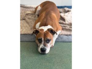 Boxer For Adoption in Leicester