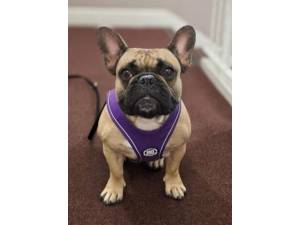 Nellie - Female French Bulldog Photo