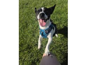 Hollie  - Female Jack Russell Terrier Photo