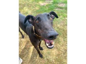 Greyhound For Adoption in Leicester