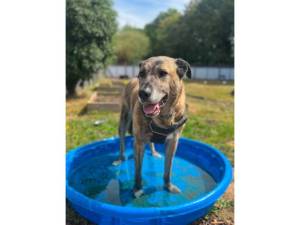 Camel - Male Dogs Photo
