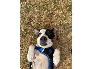 Casper - Male Jack Russell Terrier Cross Photo