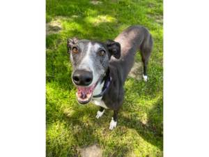 Greyhound For Adoption in Leicester