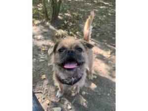 Pug For Adoption in Leicester