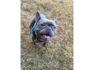 Todd - Male French Bulldog Photo