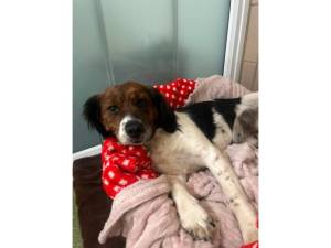 Nettle - Female Dogs Photo